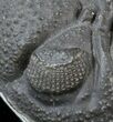 Sweet Morocops Trilobite - Very Little Matrix #39453-3